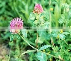 2014 GMP Qingdao BNP Sel l Top High Quality Red Clover P.E.--red clover extract powder