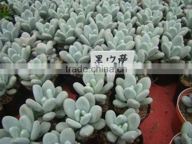 succulent plants