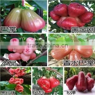 Syzygium Samarangense Tree Seedlings, Java Apple, Semarang Rose-apple, Wax Jambu