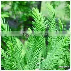 Best Exporter of Natural & Pure Cypress Essential Oil
