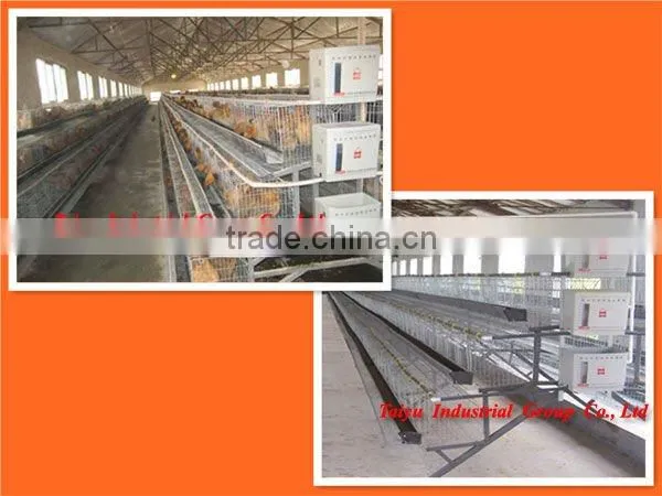Export standard chicken poultry layer cage