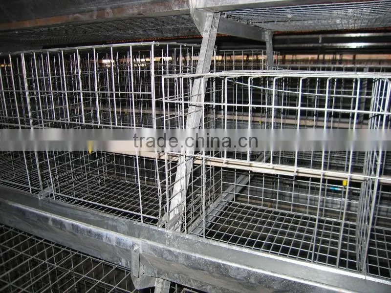 9WCD-3198 A-type Pullet Chicken Cage for Chicken Products
