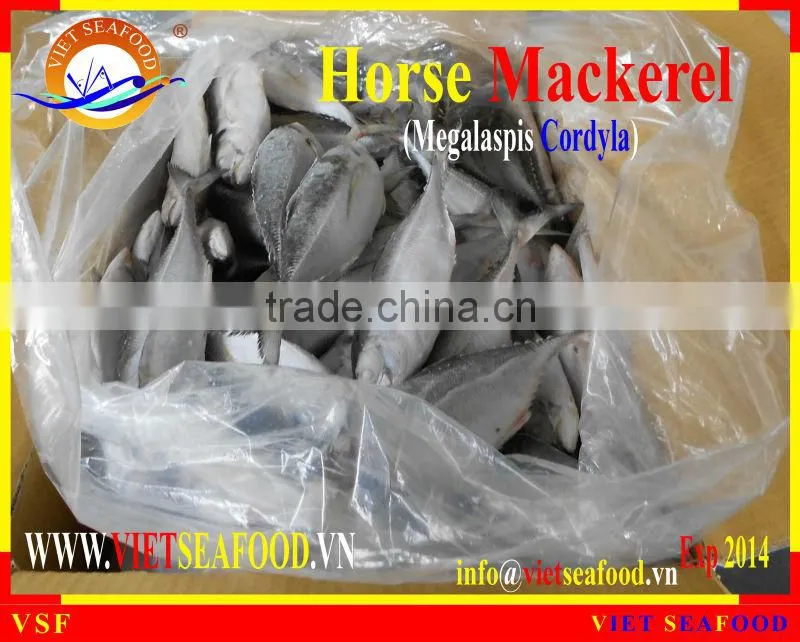 FROZEN W/R HORSE MACKEREL