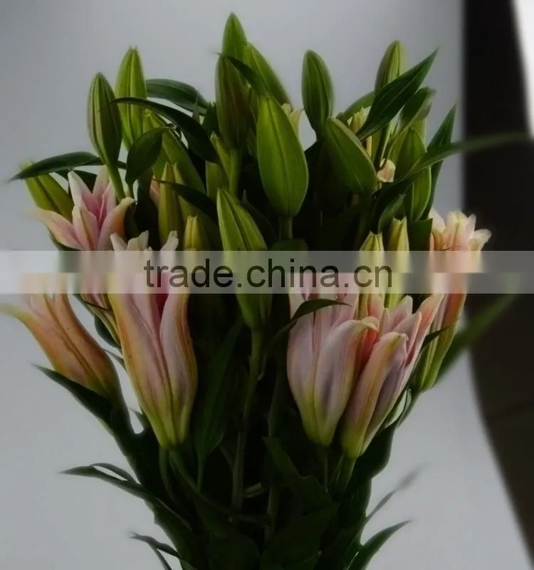New sorbonne export lilies fresh cut flowers