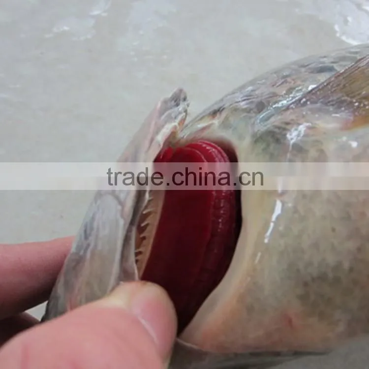 Skinless Tilapia Fillet IQF Frozen Fish Fillet