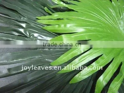 Washingtonia Palm tree