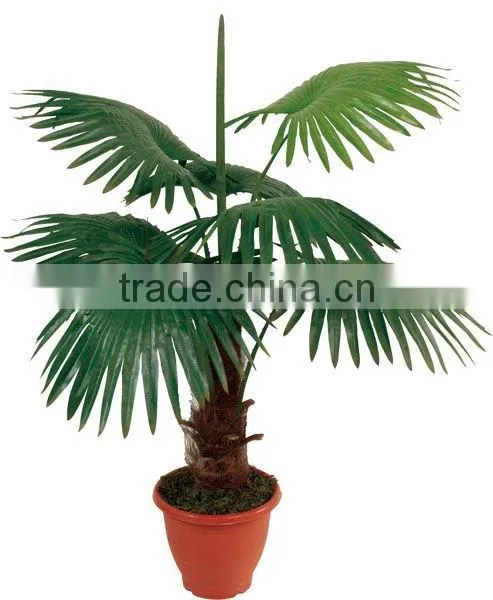 Special large fan palm tree