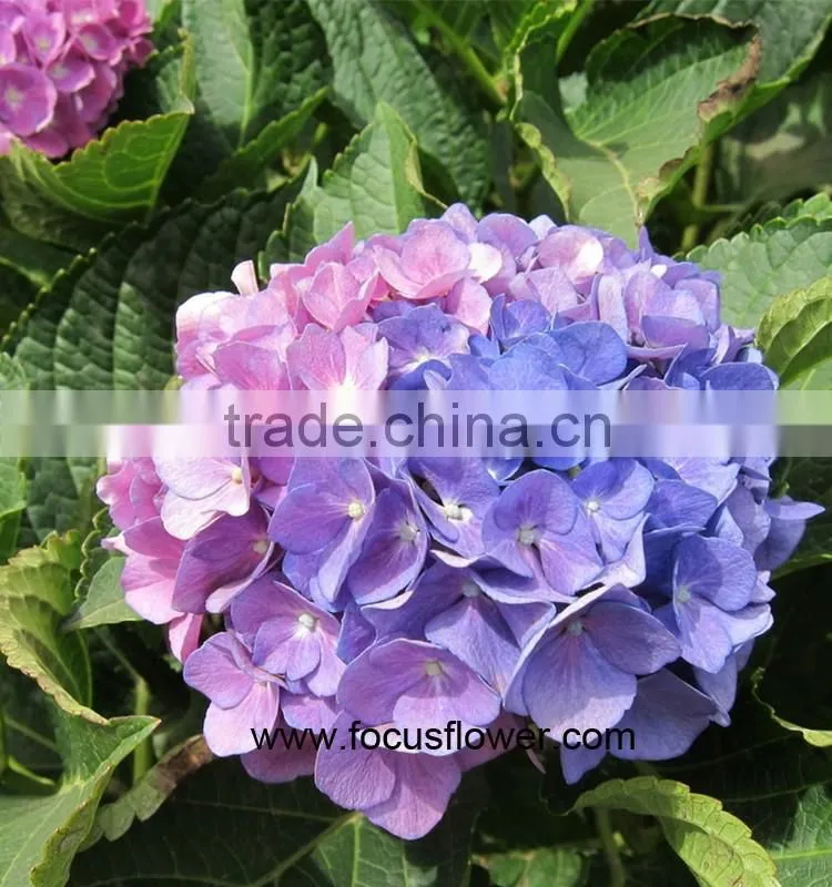 Fresh Cut Flowers Wholesale High Quality Cut Fresh Hydrangea With 50cm Long Stem