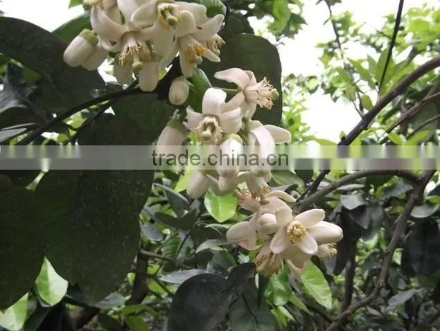Fresh Guanxi honey pomelo
