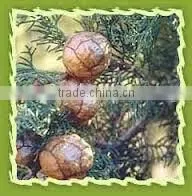 Best Exporter of Natural & Pure Cypress Essential Oil
