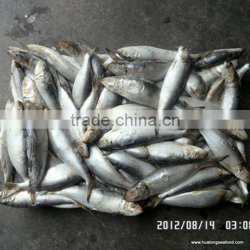80-120g Frozen sardine