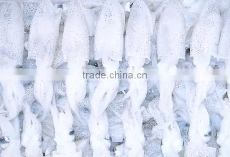 frozen loligo squid, baby squid