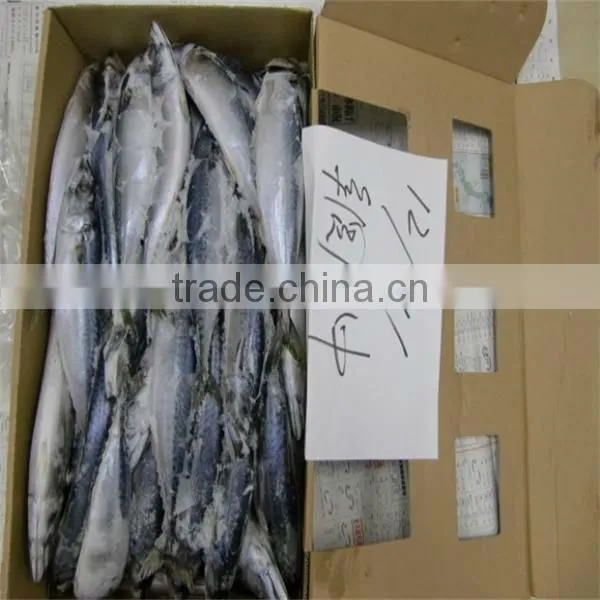 best fresh frozen mackerel fish