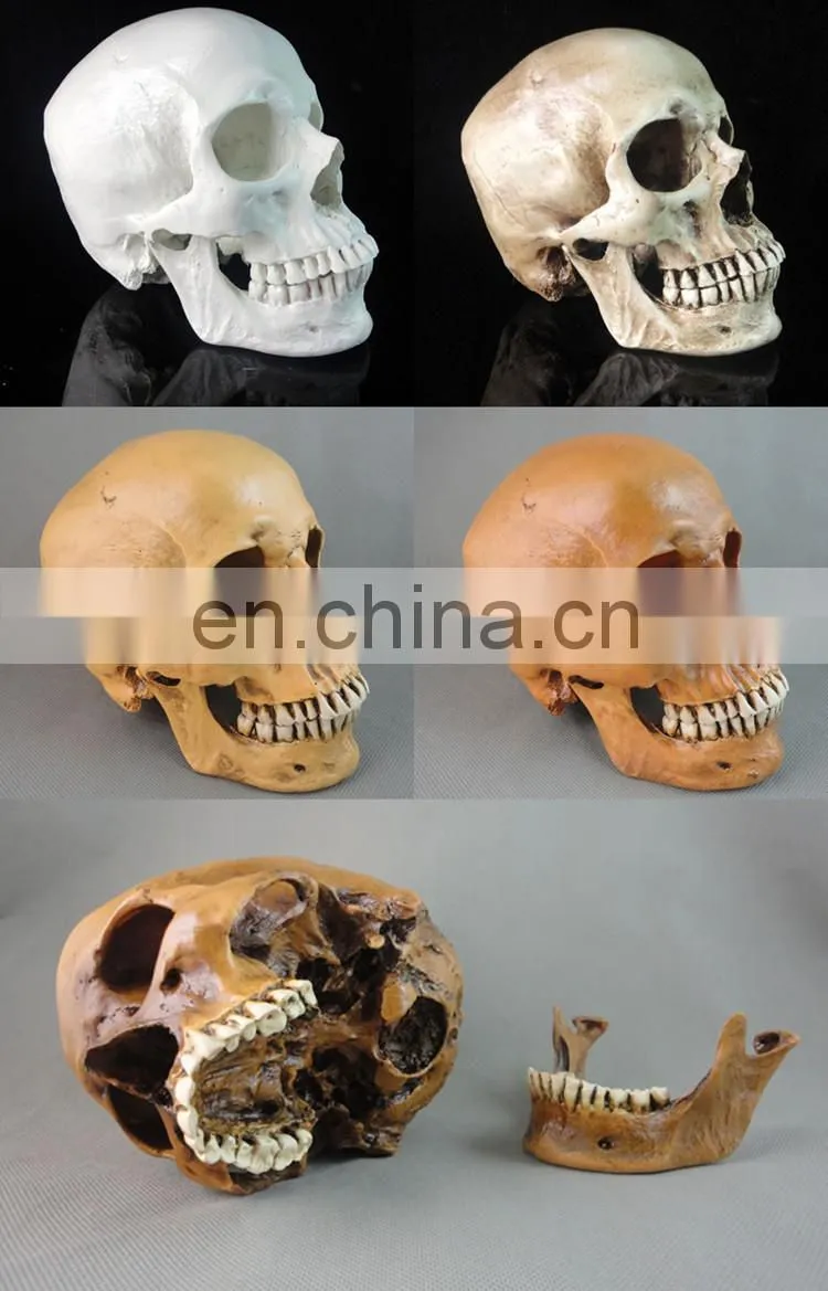 wholesale simulation decorative party skull FGHS-0006