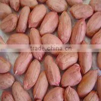 shandong new crop blanched peanut kernels