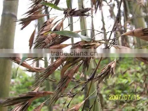 Moso Bamboo Seeds For Cultivation