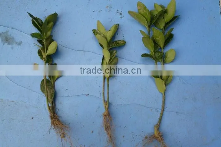 Cerasus sp. seedling