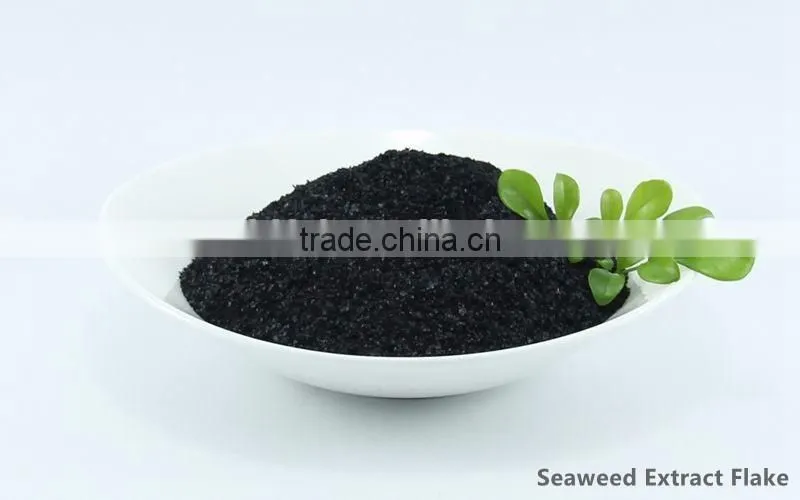 Practical soluble seaweed extract fertilizer, organic seaweed extract flake fertilizer