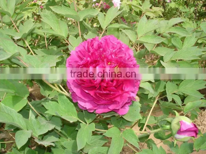 my test Tree Peony Plant Root