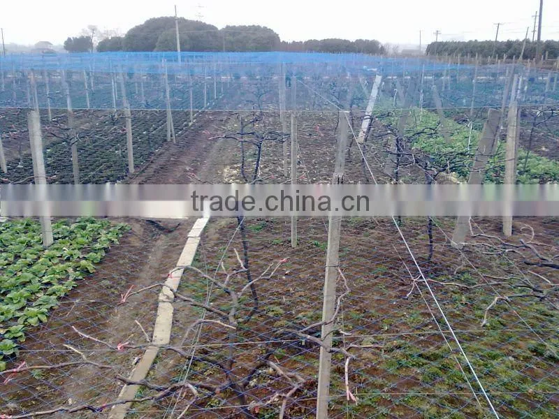 PE Plastic Bird Control Net