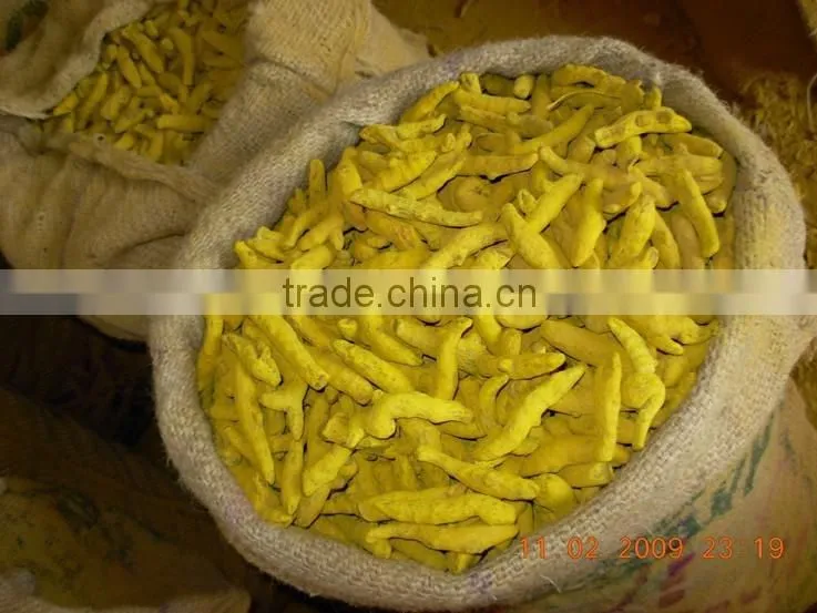 Double Polished Turmeric Fingers