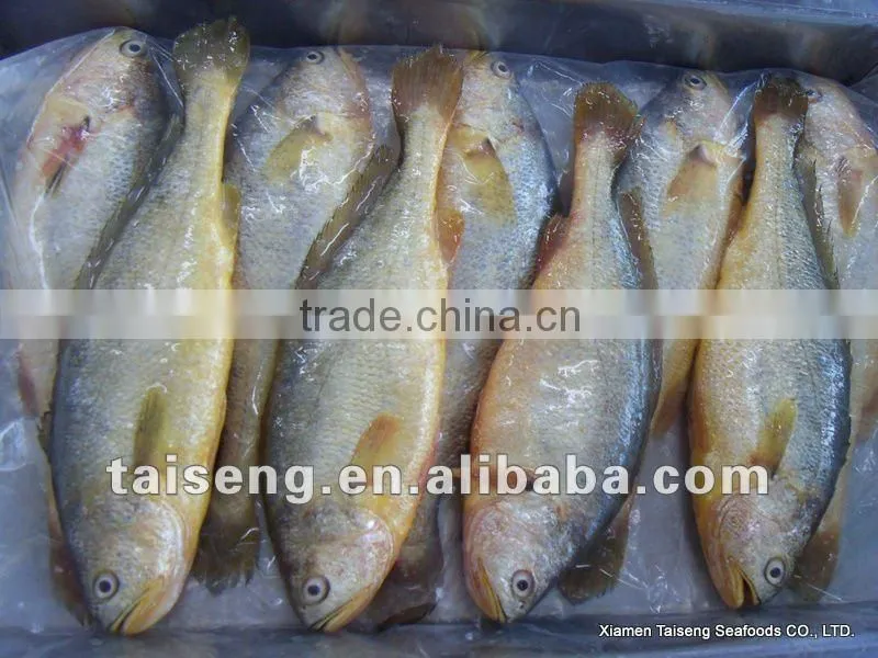 Frozen Big Size Farm Raised Yellow Croaker