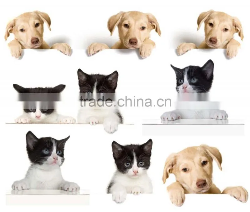 CE, ISO apprroved handheld veterinary ultrasound machines low price