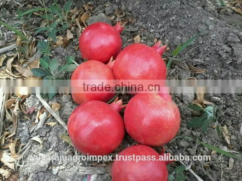 Fresh Pomegranate High Quality Fruits
