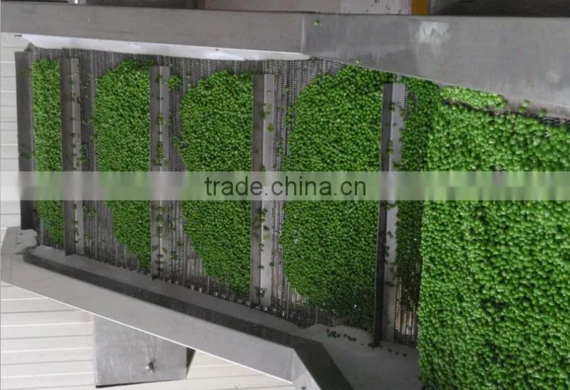 Best taste frozen fresh green peas/chinese peas new season