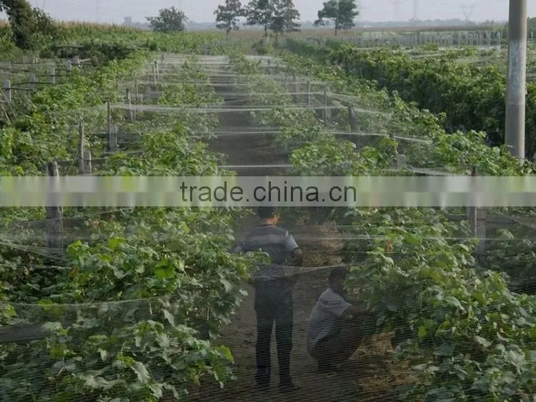 New design plastic screen mesh bird capture nets