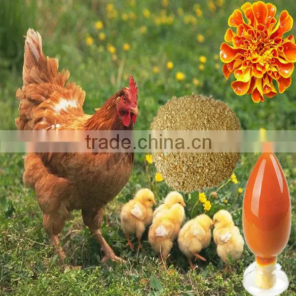 Natural Plant Extract Lutein Powder