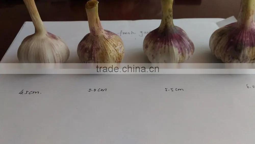 4.5cm 5.0cm 5.5cm 6.0cm normal white and pure white new crop garlic