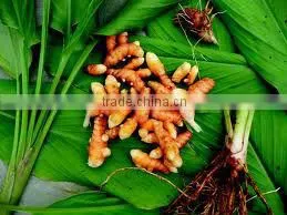 Turmeric