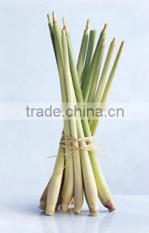 Fresh Lemongrass new crop 2014