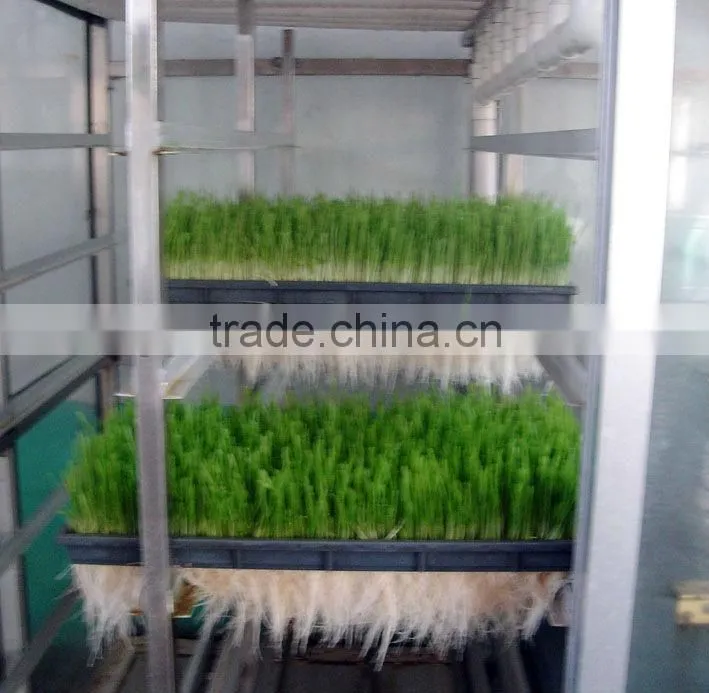 hot selling Automatic Barley Sprouting machine China