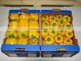 Capsicum