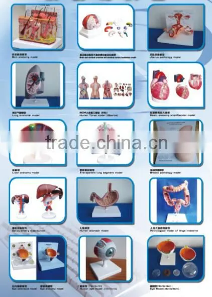 Natural size shoulder joint pvc model