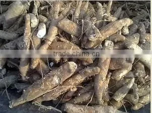 Thailand Organic High Quality Fresh Cassava for Sale