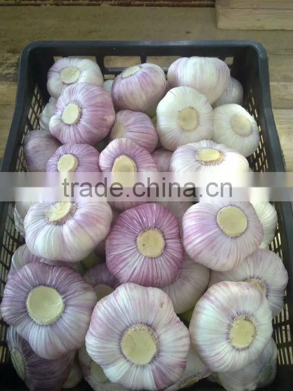 White Garlic