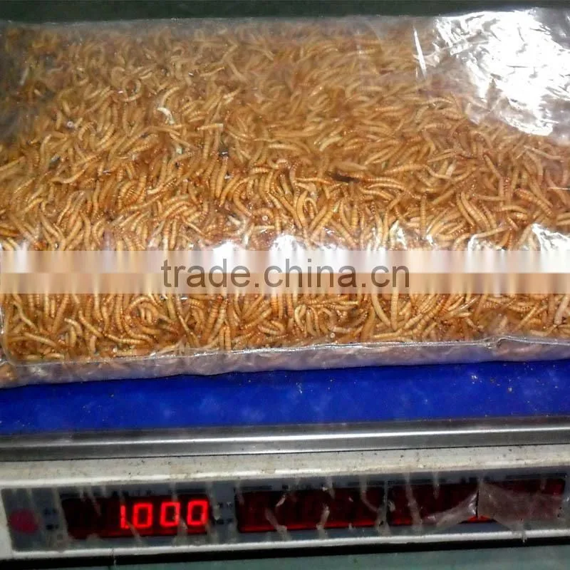Bird Health Food 2.8 cm Yellow Dried Mealworms