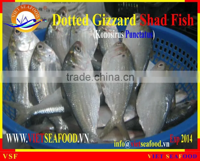 FROZEN W/R DOTTED GIZZARD SHAD FISH