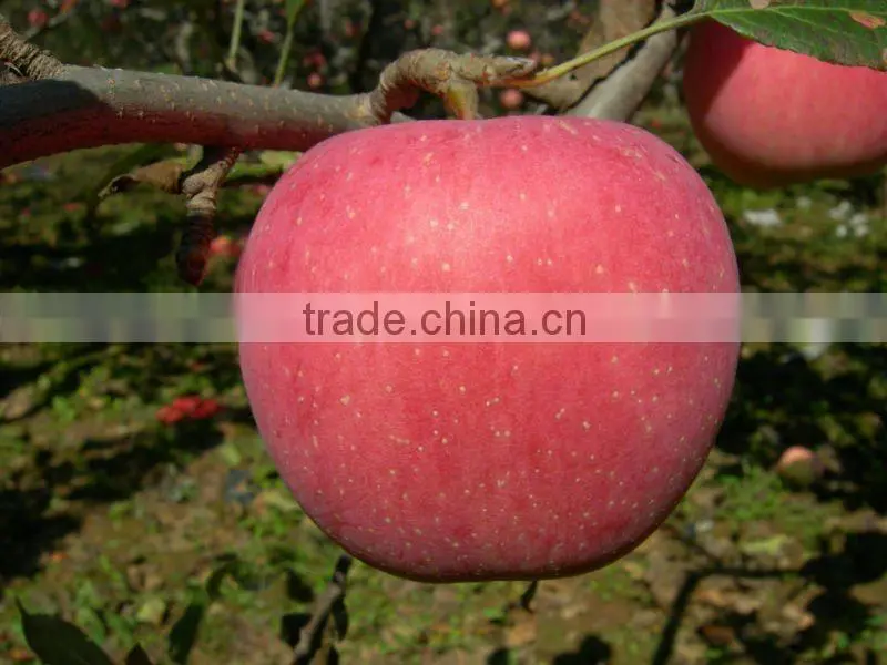 2013 fresh fuji apple