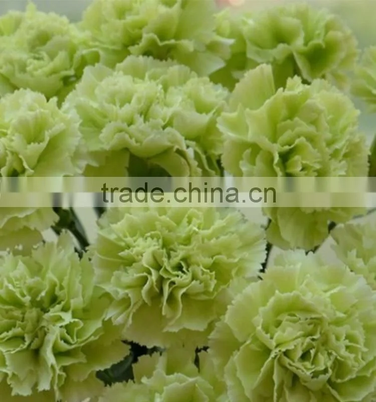 Durable Green Lady fresh cut carnation flower arrangements