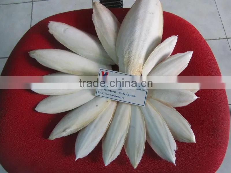 cuttlefish bone