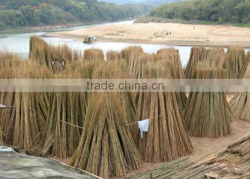 bamboo plant green color stakes