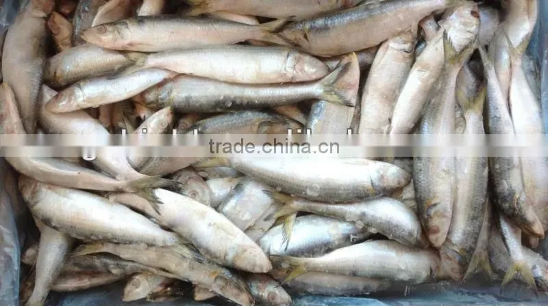 Good good quality frozen lighting sardine 100-120pcs/ctn