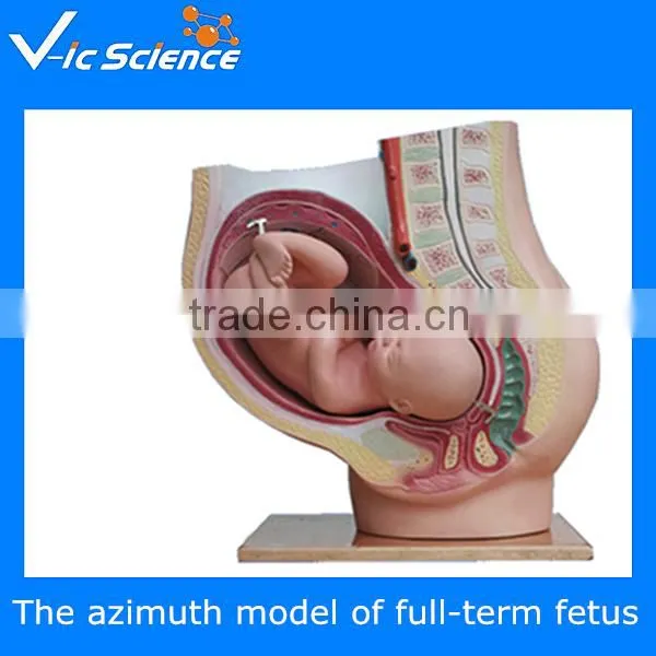 High Quality Chinese Model Of Acupuncture With Musucle
