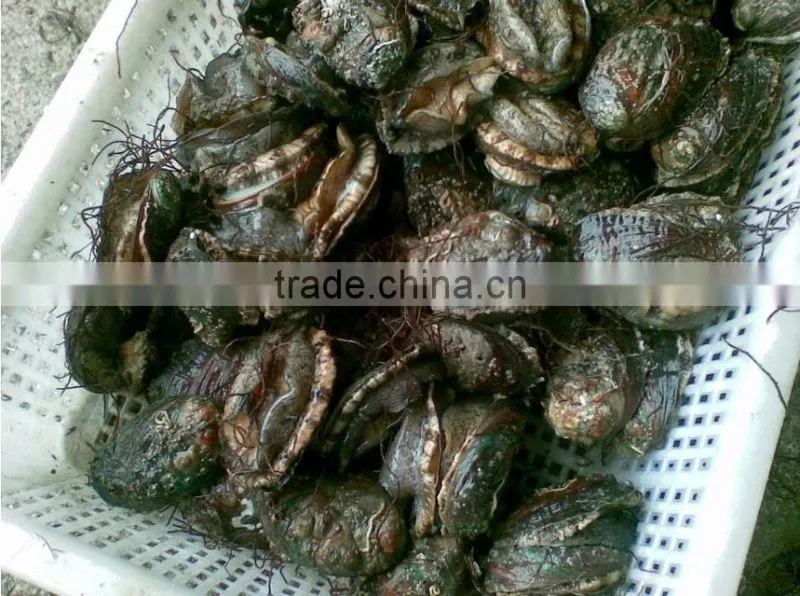 salable fresh abalone