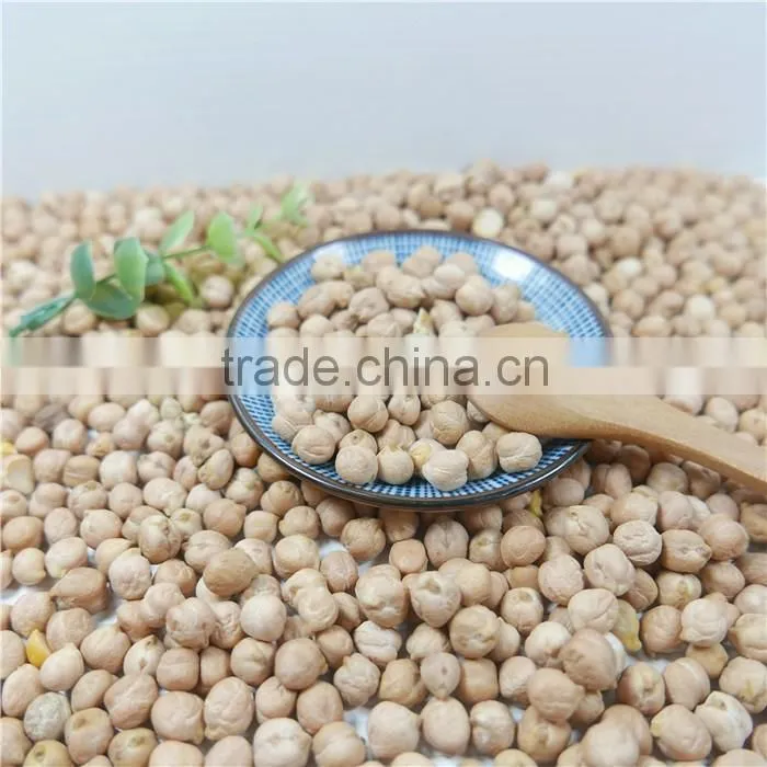 best quality chickpea market price HPS white chick pea beans