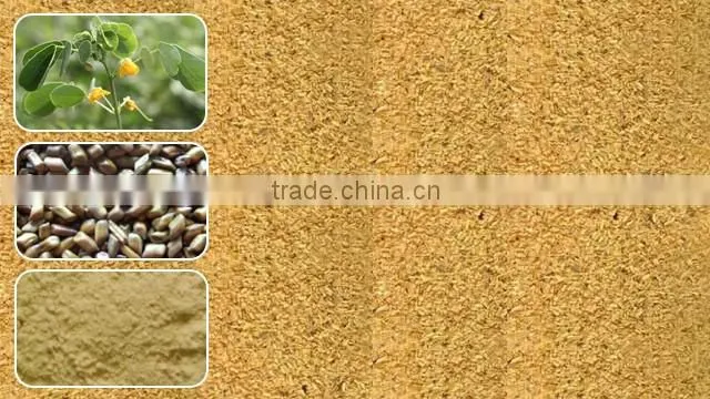 Cassia Tora Seeds India Origin